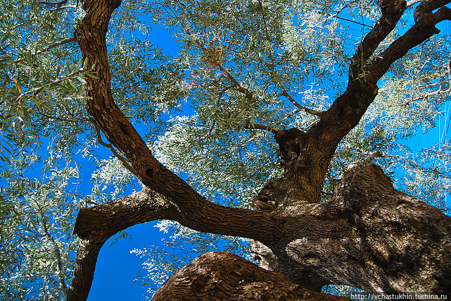Гигантское оливковое дерево. Полуостров Пелопоннес, Греция