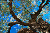 Гигантское оливковое дерево.
