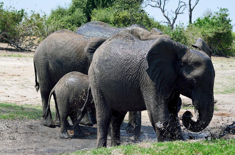 Слоны купаются в грязи Национальный парк Чобе, Ботсвана