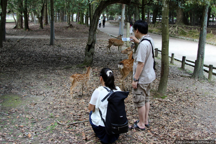 Люди и олени в парке Нары