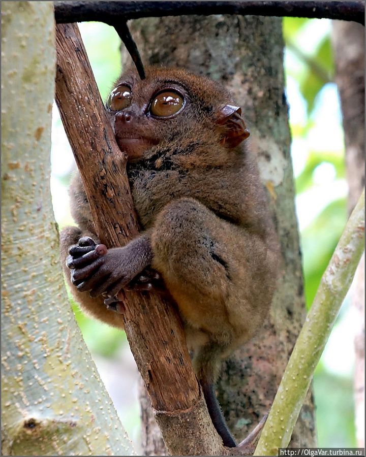 *А в реальности они такие милые....и очень маленькие, не больше 15 см.