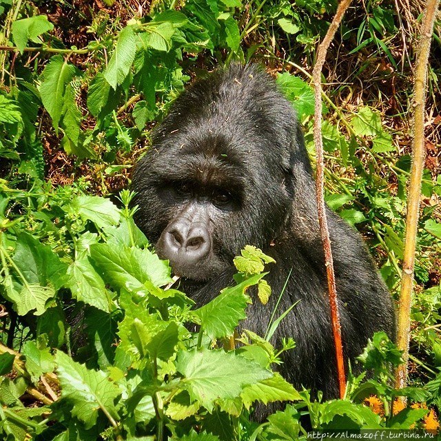 Уганда — жемчужина Африки. Обзорный отчёт с фотографиями. Рвензори Маунтинс Национальный Парк, Уганда