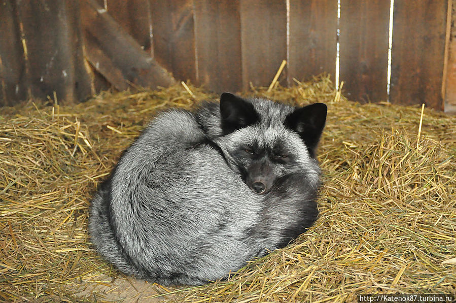 Черно-бурая лисица — само очарование и грация! Кострома, Россия