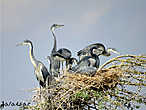 Black-headed Heron