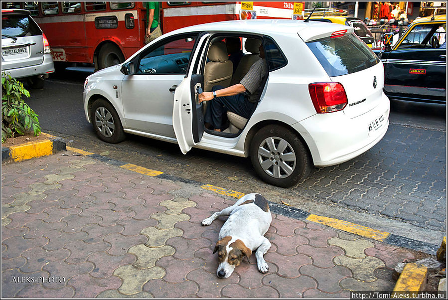 Опять район Колаба, в который приезжают все ищущие дешевое жилье. У собак жилье — прямо на улице...
* Мумбаи, Индия