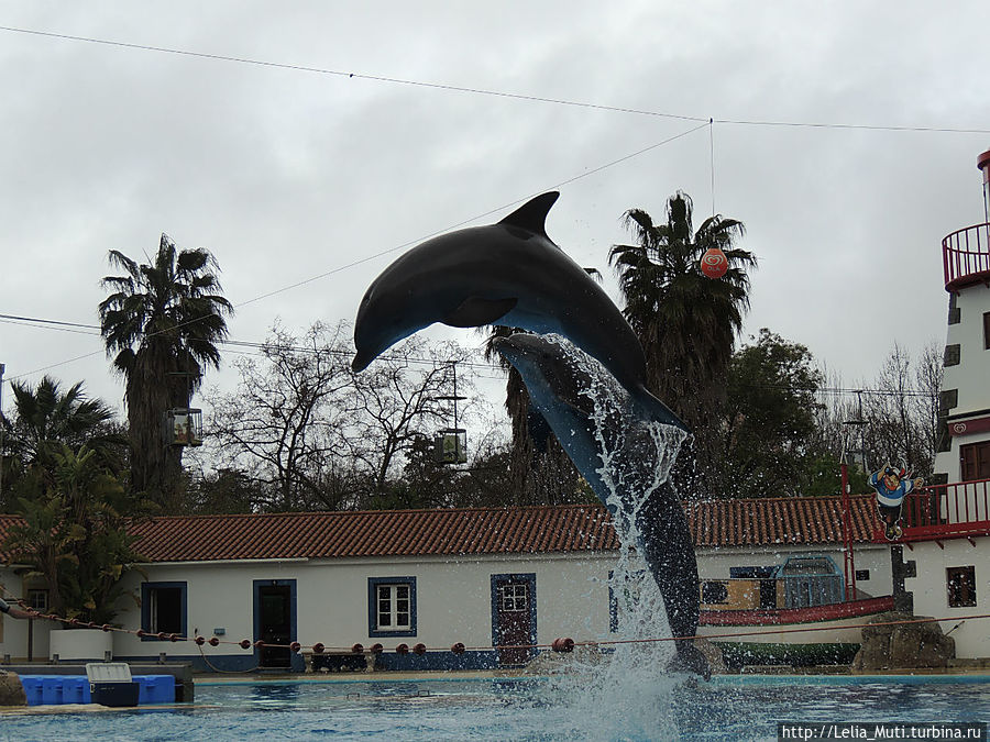 Ocean Show Portugues или Дельфинотерапия. Лиссабон, Португалия