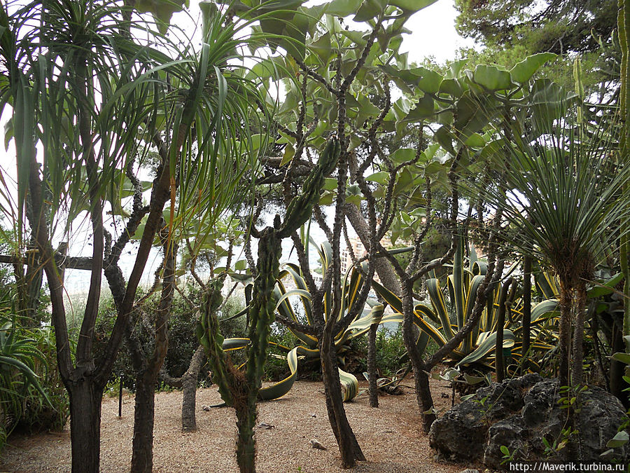 Экзотический сад.