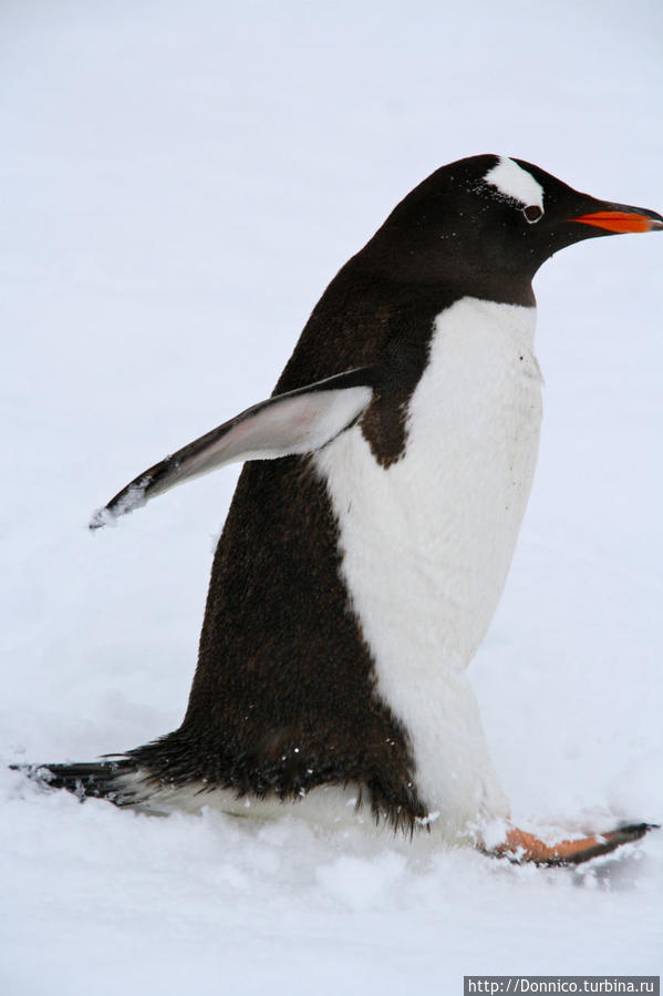Первый снег и первые пингвины... Остров Данко, Антарктида