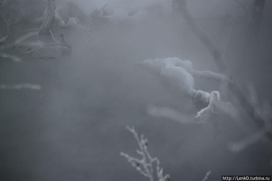 Понежиться в бассейне с термальной водой (зима) Паратунка, Россия