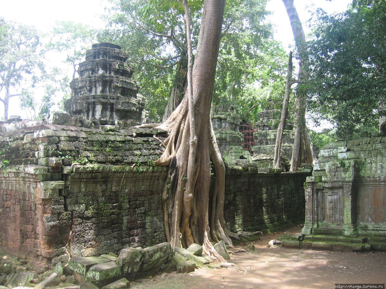 Деревья-душители в храмовом комплексе Та Пром Ангкор (столица государства кхмеров), Камбоджа