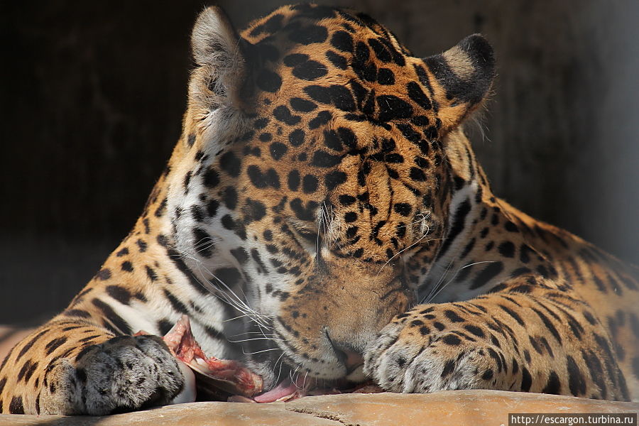 Ягуар (Panthera onca)

Третий по размеру в мире, и самый крупный в Новом свете представитель семейства кошачьих. Ареал вида простирается от Мексики на юг до Парагвая и севера Аргентины.  Вид занесен в Международную Красную книгу. Минск, Беларусь