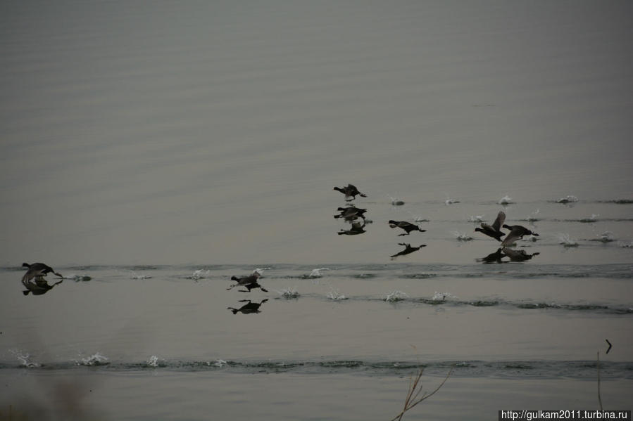 сумасшедшие птицы бегали по воде пешком:))
