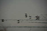 сумасшедшие птицы бегали по воде пешком:))