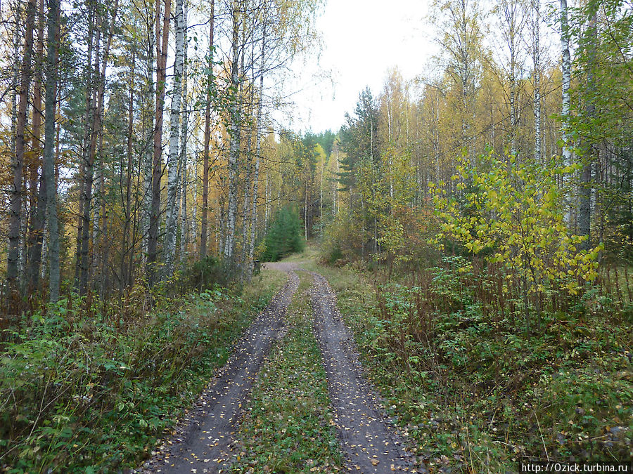 в лесу октябрь финляндия Ювяскюля, Финляндия