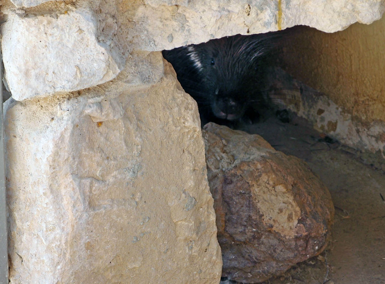 Волшебство пустыни. Махтеш Рамон Мицпе-Рамон, Израиль
