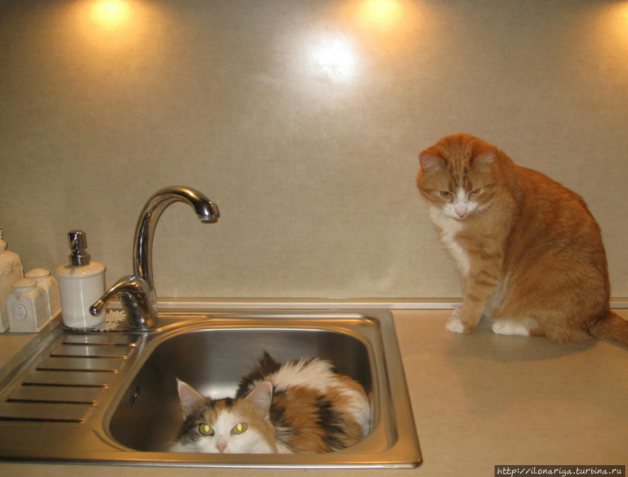 Мои университеты