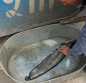 рыба локо в армении. Смотреть фото рыба локо в армении. Смотреть картинку рыба локо в армении. Картинка про рыба локо в армении. Фото рыба локо в армении рыба локо в армении. Смотреть фото рыба локо в армении. Смотреть картинку рыба локо в армении. Картинка про рыба локо в армении. Фото рыба локо в армении