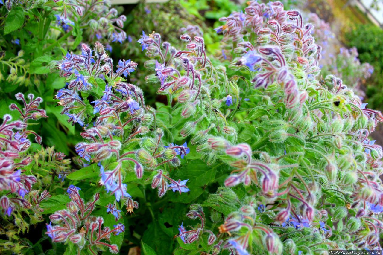 А есливы посадите у себя огуречную траву (бурачник), то пчёлы будут вашими постоянными гостями. А ещё это растение используют для окрашивания ткани в синий цвет. Вот столько интересного узнали в аптекарском огороде в Суздале. А есливы посадите у себя огуречную траву (бурачник), то пчёлы будут вашими постоянными гостями. А ещё это растение используют для окрашивания ткани в синий цвет. Вот столько интересного узнали в аптекарском огороде в Суздале.