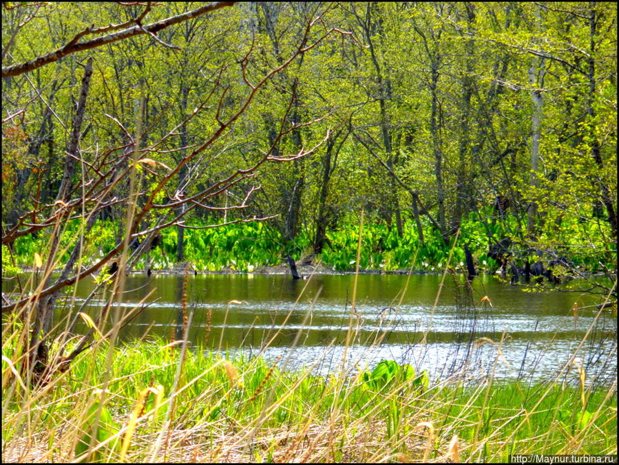 И   в  этом  есть  очарование... Южно-Сахалинск, Россия