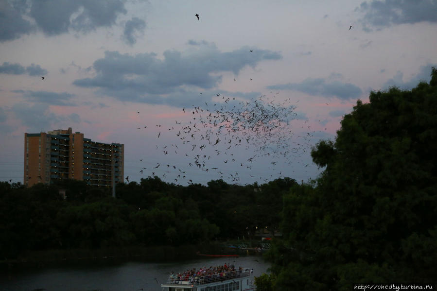 По ночам над рекой Колорадо летают миллионы летучих мышей.