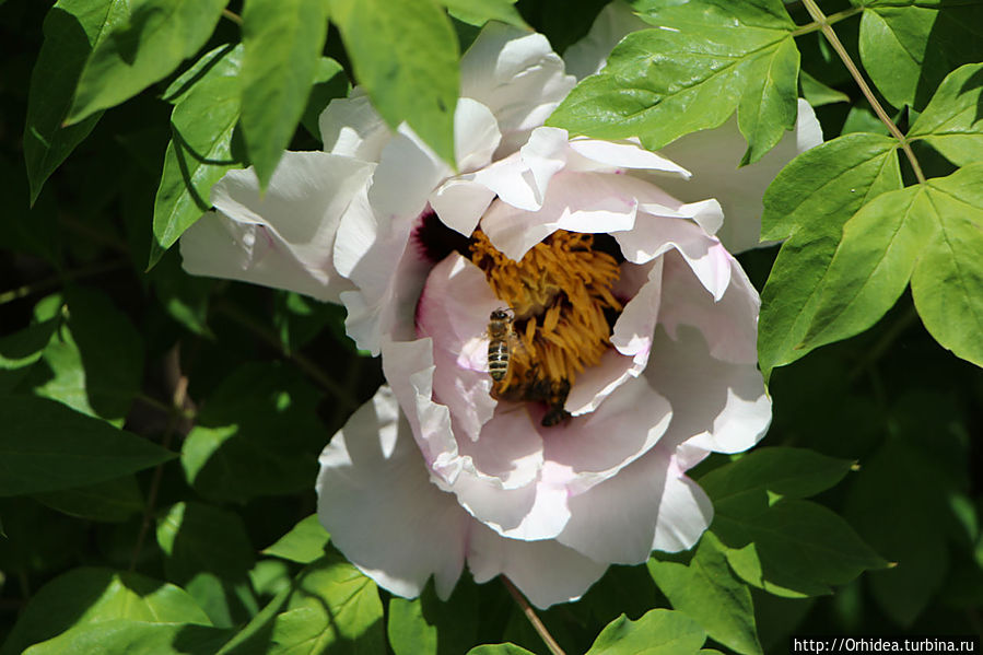 Цветочный мед в таблетках Харьковская область, Украина