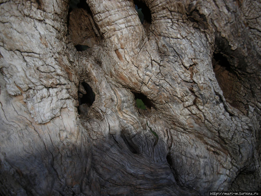 А это кора оливкового дерева. Ну и потрепалаже его погода!! Будва, Черногория