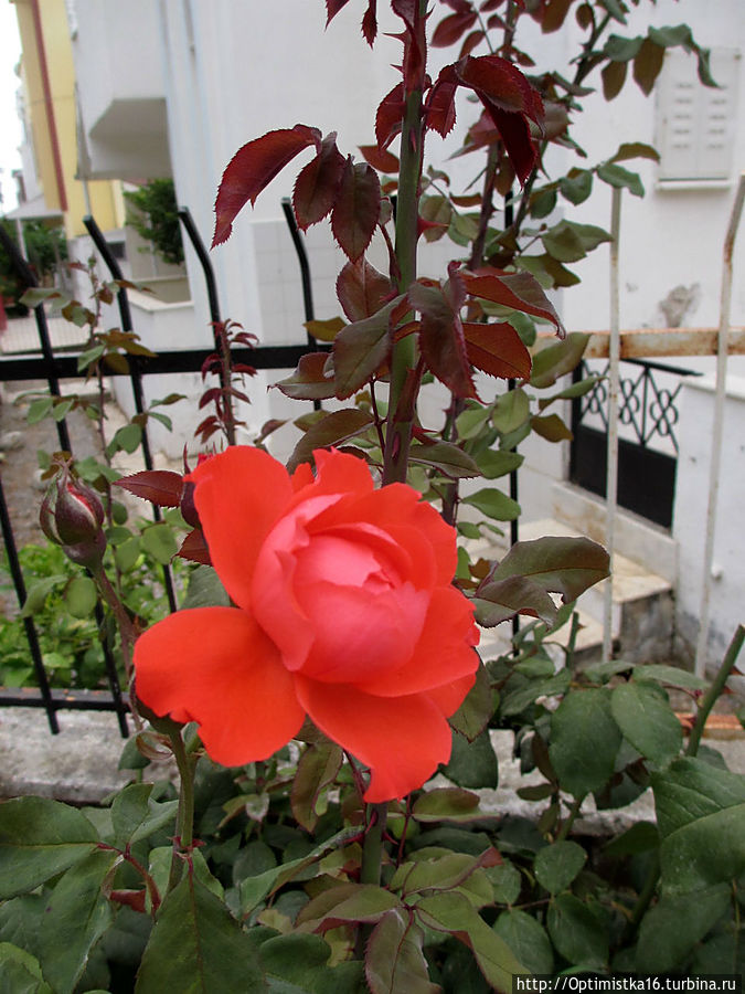 Цветущий Дидим Дидим, Турция