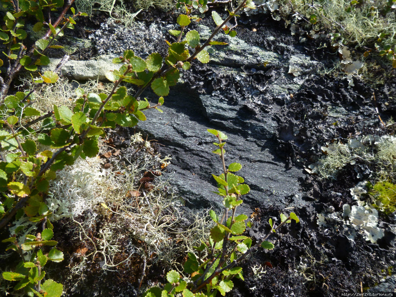 Карликовая береза — один из самых распространенных видов горной и арктической тундры Перевал Дятлова, Россия