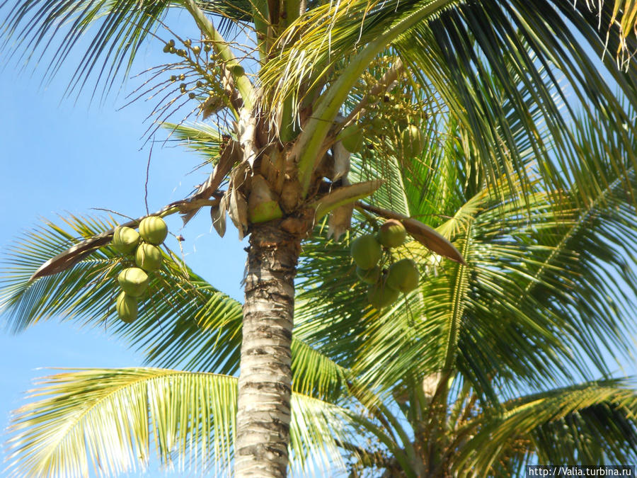 Кокосы Доминика