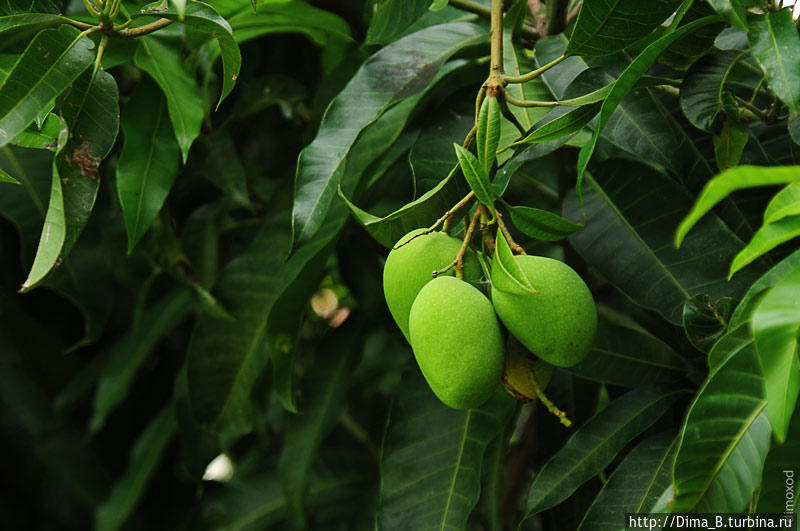 Один из любимых фруктов в Тайланде, бывает разных видов, темно-зеленое, светло-зеленое, молочно-желтое, желтое.