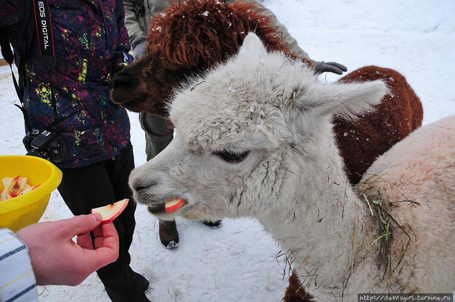 Российские альпаки Москва, Россия