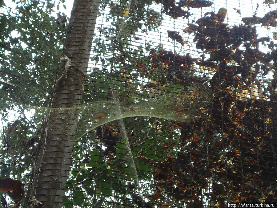 Когда я сказала, что зоопарк дикий, я имела в виду именно дикий. Полгода назад работники зоопарка с удивлением обнаружили над клеткой анаконды большого паука. Потом число пауков неизменно росло, и в итоге к моему приходу выросло в большую колонию из 30-40 пауков, раскинувших паутины между анакондой и дикобразами. Они просто взяли и пришли из леса. Увидев этого паука, я удивилась намного сильнее, чем от чего бы то ни было в этом зоопарке, потому что паука зовут нефила, и он для меня оставался мифическим существом из фильмов ВВС. Нефила — один из редких пауков, которые плетут золотые сети(а может, и единственный, я не проверяла). Оказывается, даже куратор зоопарка этого не знала и очень обрадовалась, когда я ей доложила. Тена, Эквадор
