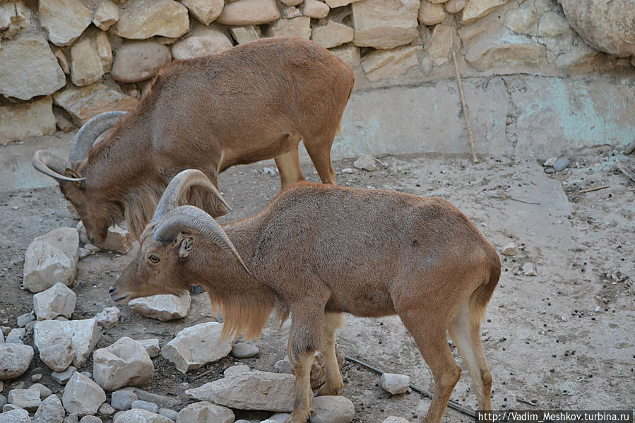 Горные козлы