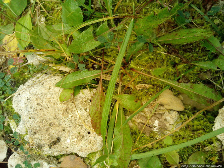 Пушистый вид мха сфагнума может достигать в длину до 15 см Нижегородская область, Россия