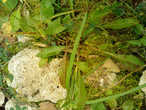 Пушистый вид мха сфагнума может достигать в длину до 15 см