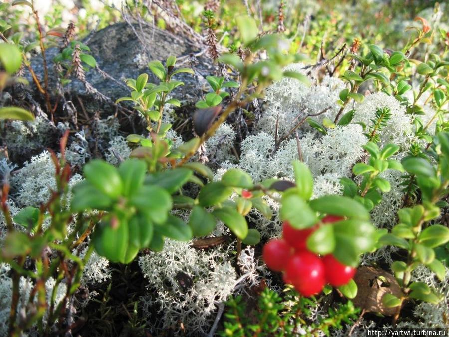 Богатые здесь места ягодами. Медвежьегорск, Россия