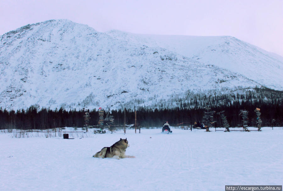 Милый глупый Чупакабра Мурманская область, Россия