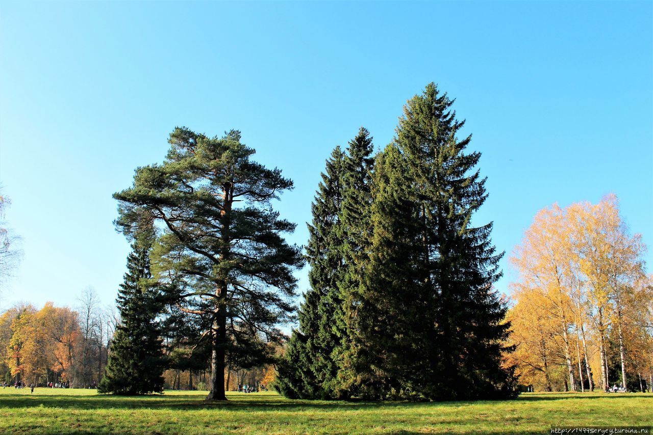 Золотая осень в Павловском парке, какой не было 130 лет #1