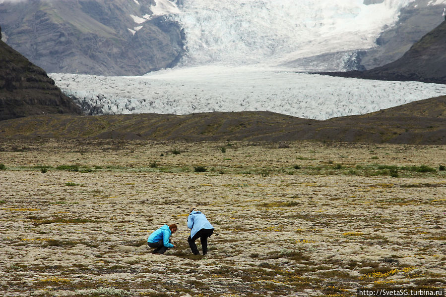 Фотопауза на очередной ледник Vatnajökull, мох и цветочки Южная Исландия, Исландия
