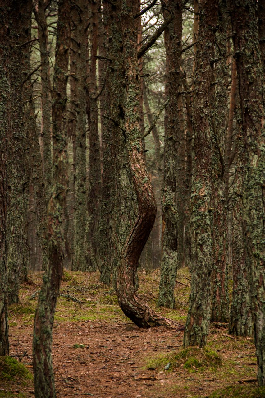 Танцующий лес. Куршская коса Куршская Коса Национальный Парк, Россия