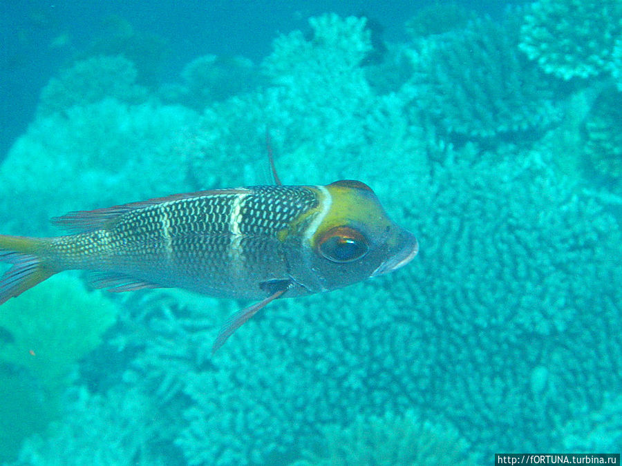 В поисках рыбки Немо Бандос, Мальдивские острова