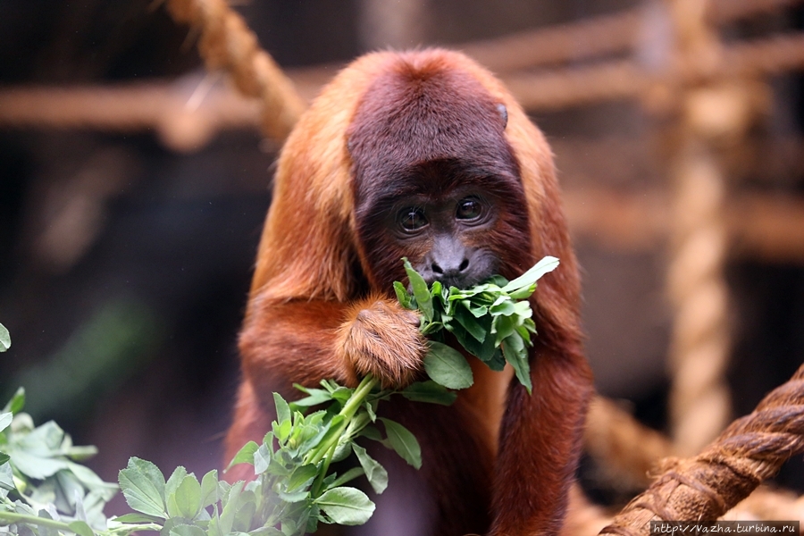 Зоопарк Лимы Лима, Перу