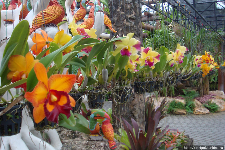 Еще орхидеи Паттайя, Таиланд