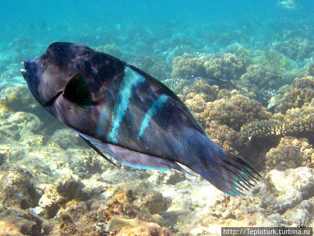 Красное море — живое чудо Шарм-Эль-Шейх, Египет