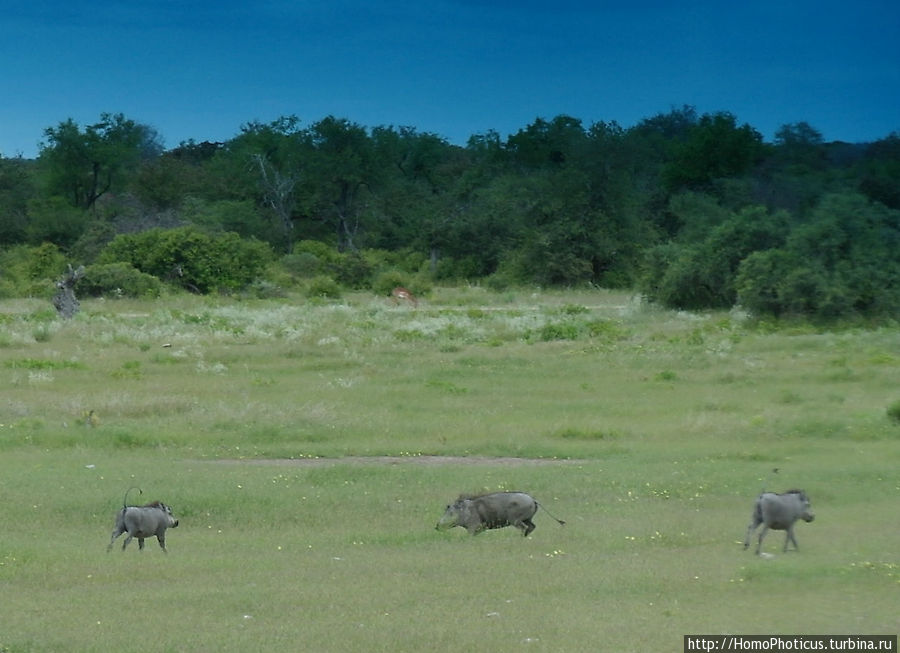 Носороги Этоша Национальный Парк, Намибия