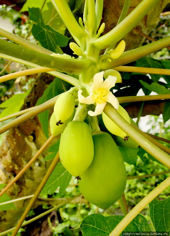 Цветочек папайи Кучинг, Малайзия