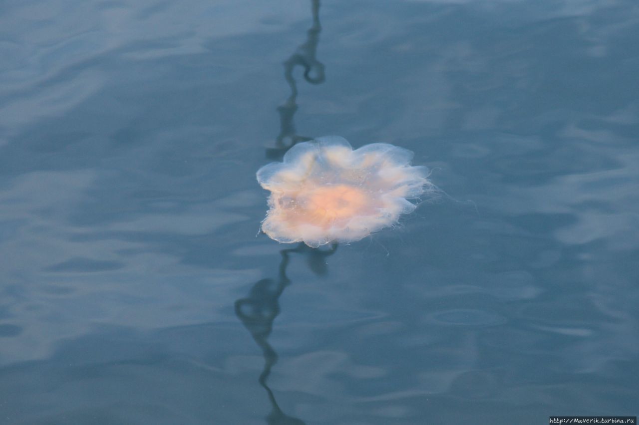 Морские медузы заплывают в акваторию порта. Ставангер, Норвегия