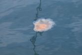 Морские медузы заплывают в акваторию порта.