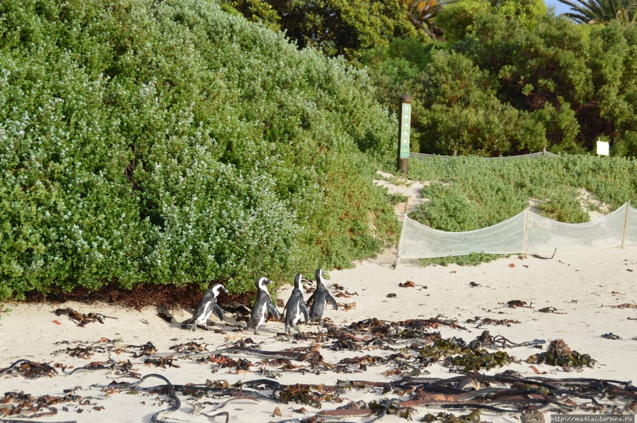 Саймонстаун. Пингвинья обитель Саймонс-Таун, ЮАР