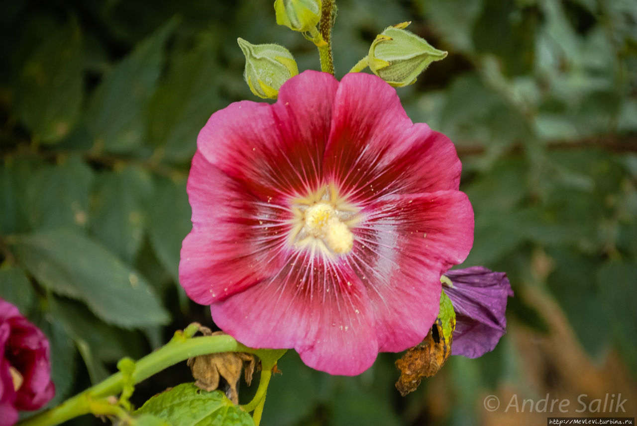 Хари Парбат Форт Шринагар, Индия